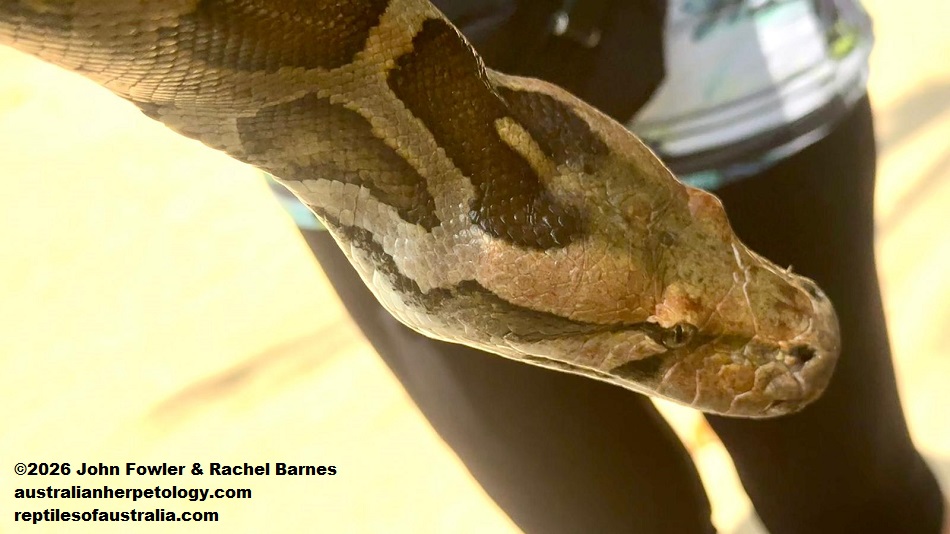 Indian Rock Python (Python molurus) photographed in Sri Lanka